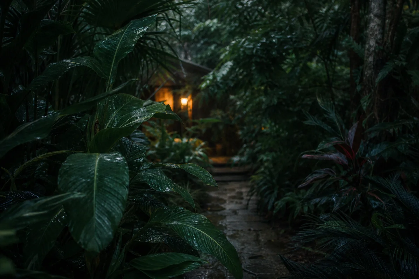 雨林夜色